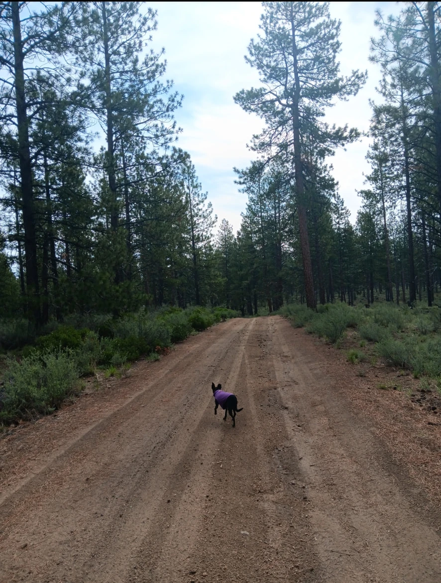 A dog in a purple coat walking away down a pine-lined forest road