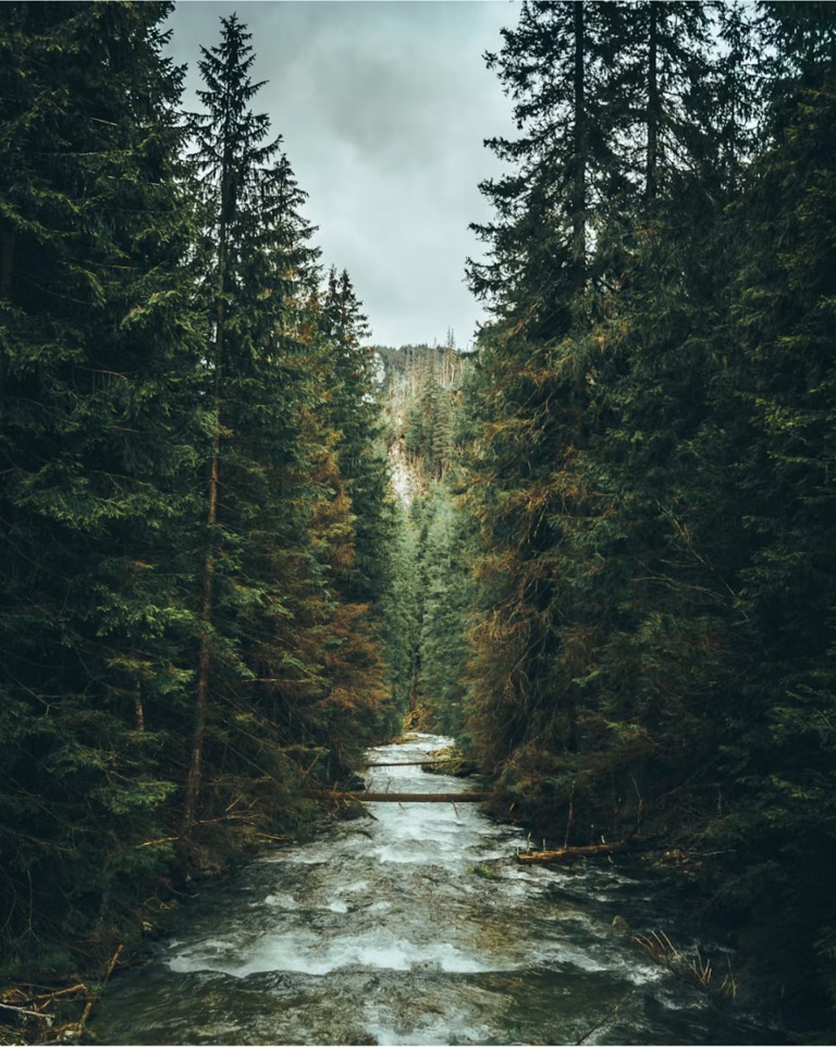 A rushing forest stream flowing toward the viewer between tall evergreen trees under a soft overcast sky
