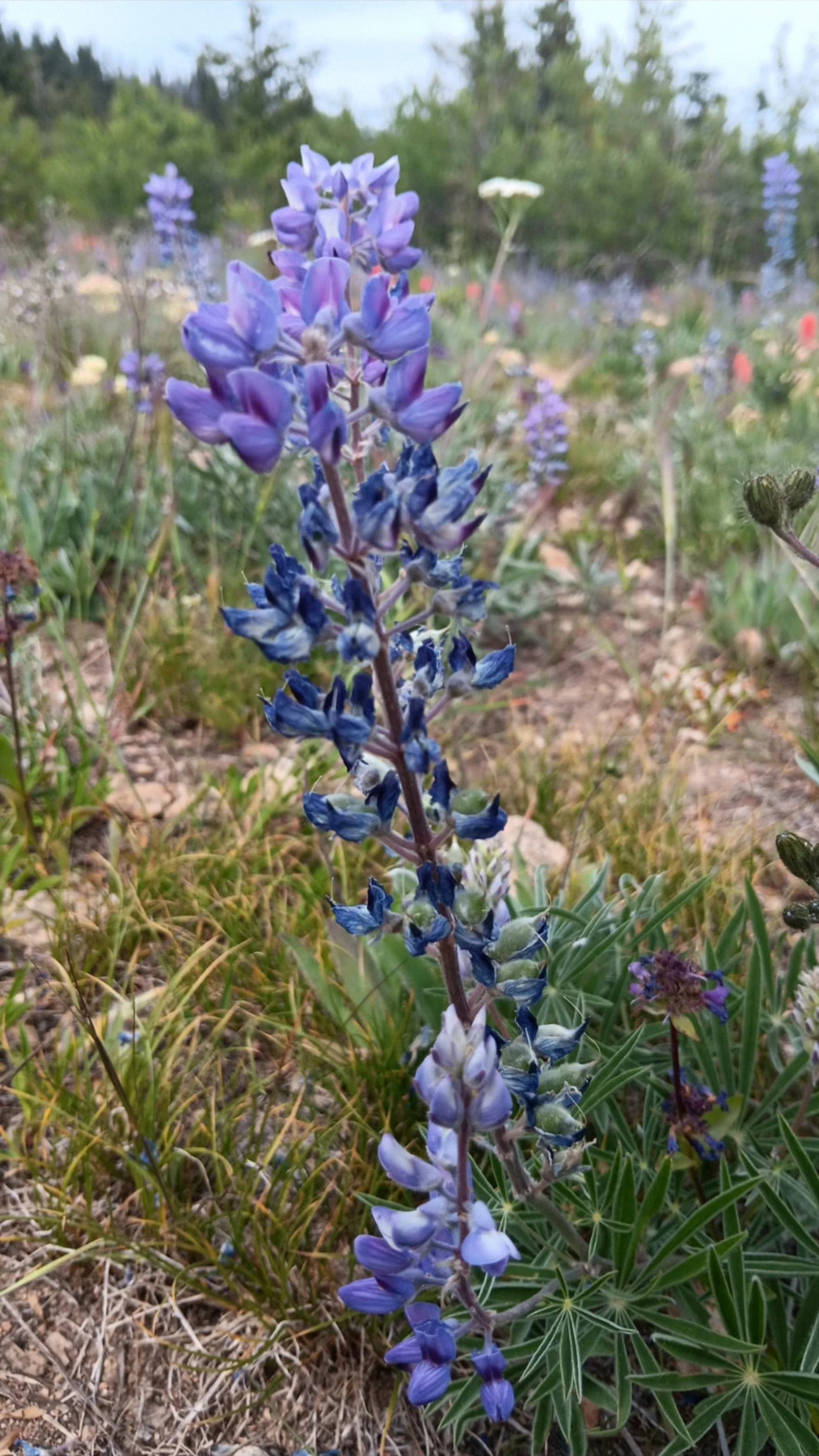 A single lupine stalk in bloom with seed pods against a backdrop of pines