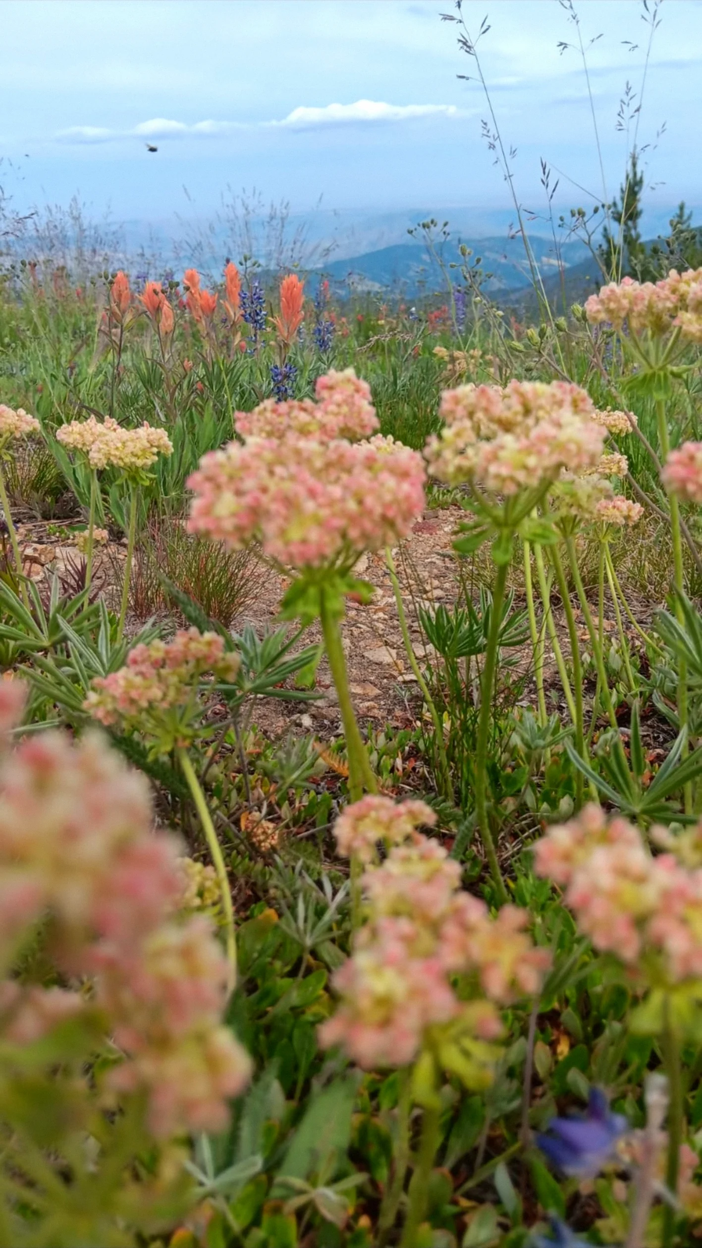 Clusters of pale pink wild buckwheat blooming in a mountain meadow