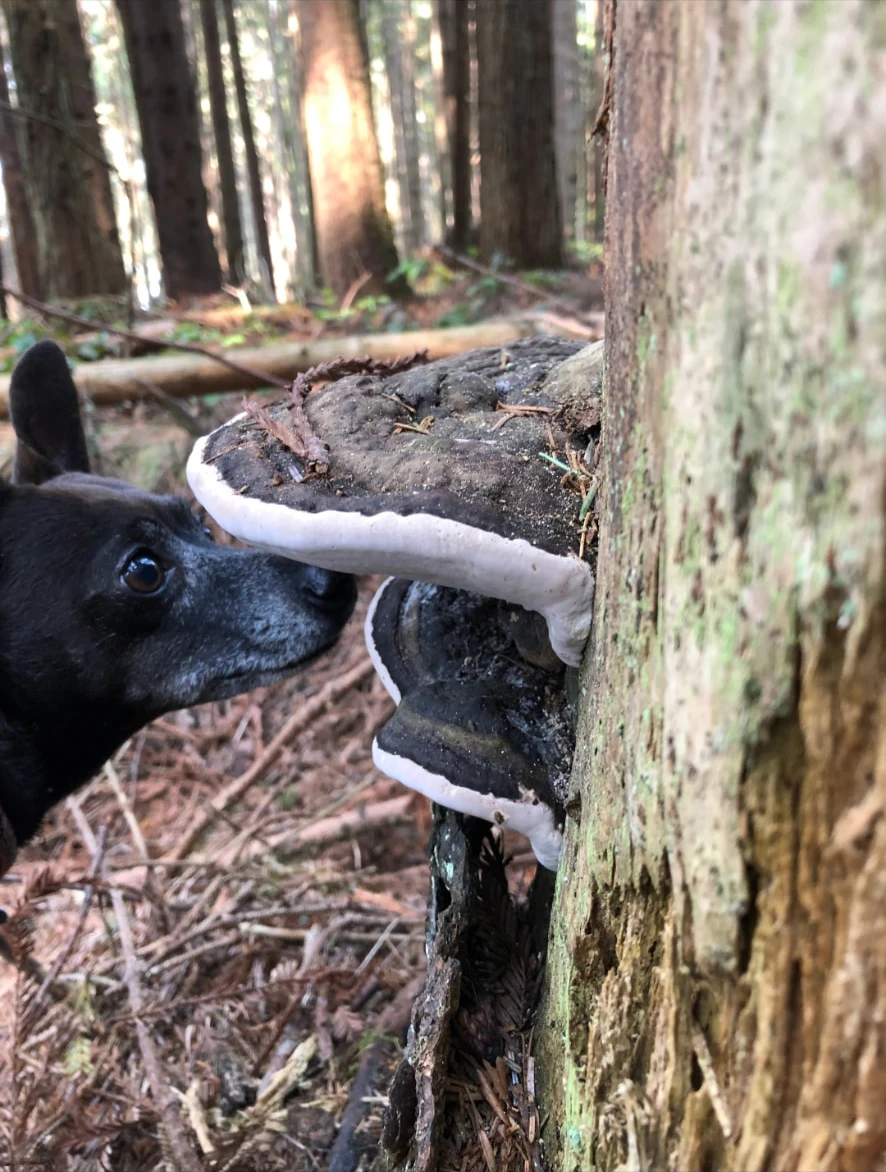 Bella sniffing a bracket mushroom growing on a forest tree